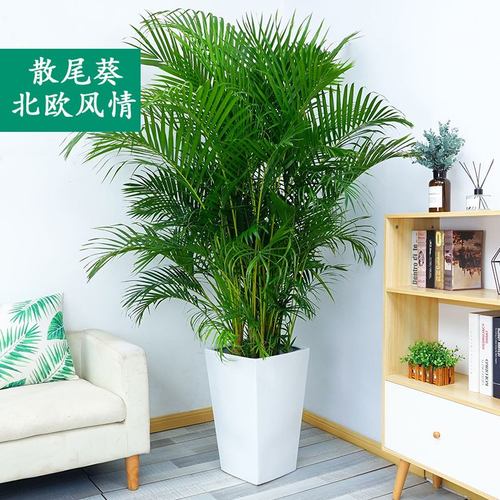 散尾葵|盆栽|室内|办公室|大型植物|凤尾竹|净化空气吸甲醛|花卉绿植