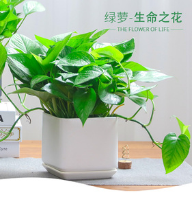 绿萝|吊绿萝|盆栽|室内吸甲醛绿植|办公室净化空气|植物|花卉水培绿箩