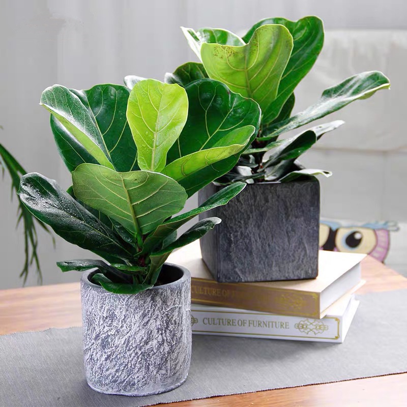 琴叶榕盆栽|室内观叶植物|耐阴好养|净化空气|美观桌面绿植 - 植艾花-