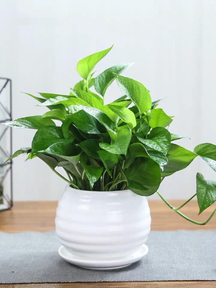 绿萝|吊绿萝|盆栽|室内吸甲醛绿植|办公室净化空气|植物|花卉水培绿箩