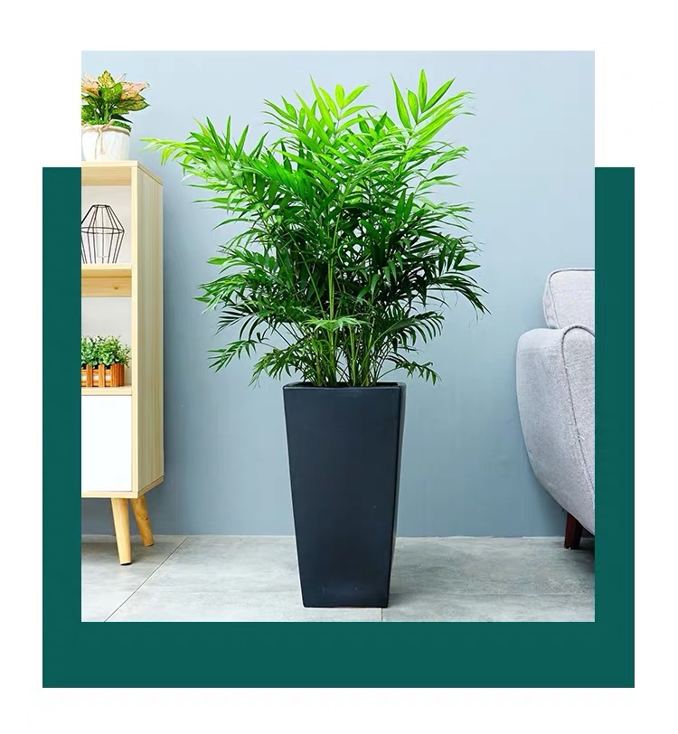 袖珍椰子|富贵椰子|观叶植物|室内盆栽|吸甲醛净化空气|大型绿植花卉